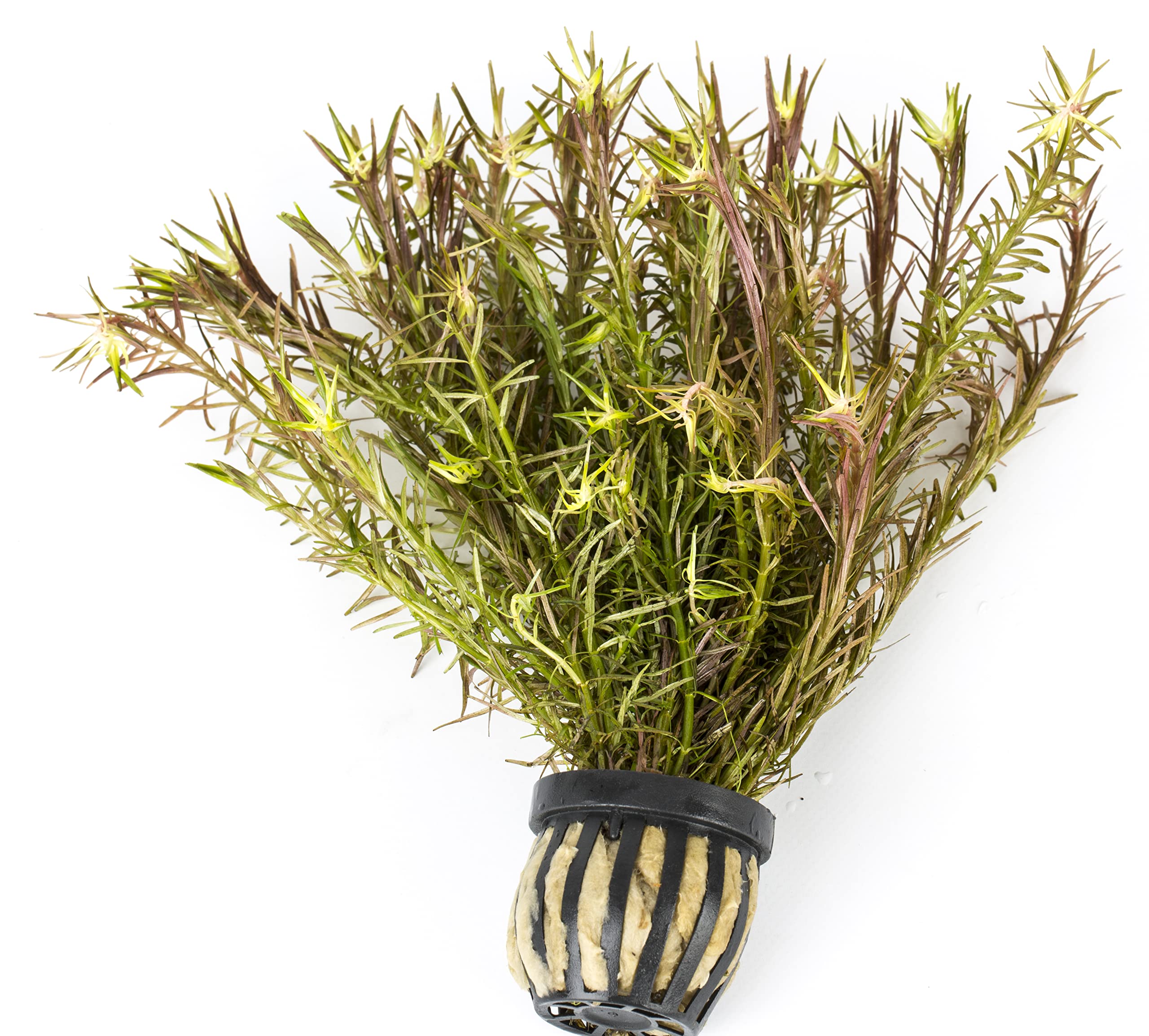 Lincolnshire Pond Plants Ltd Live Plants Tropical Aquatic Plants - Potted - Ceramic - Loose - Kits (Potted, Ludwigia Arcuata)