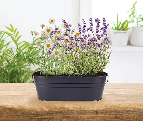 Miniatura 6 de Buzzy Semillas de manzanilla y lavanda  Kit de iniciación de hierbas, plantas, flores para niños y adultos  Kit de cultivo de jardín para alféizar