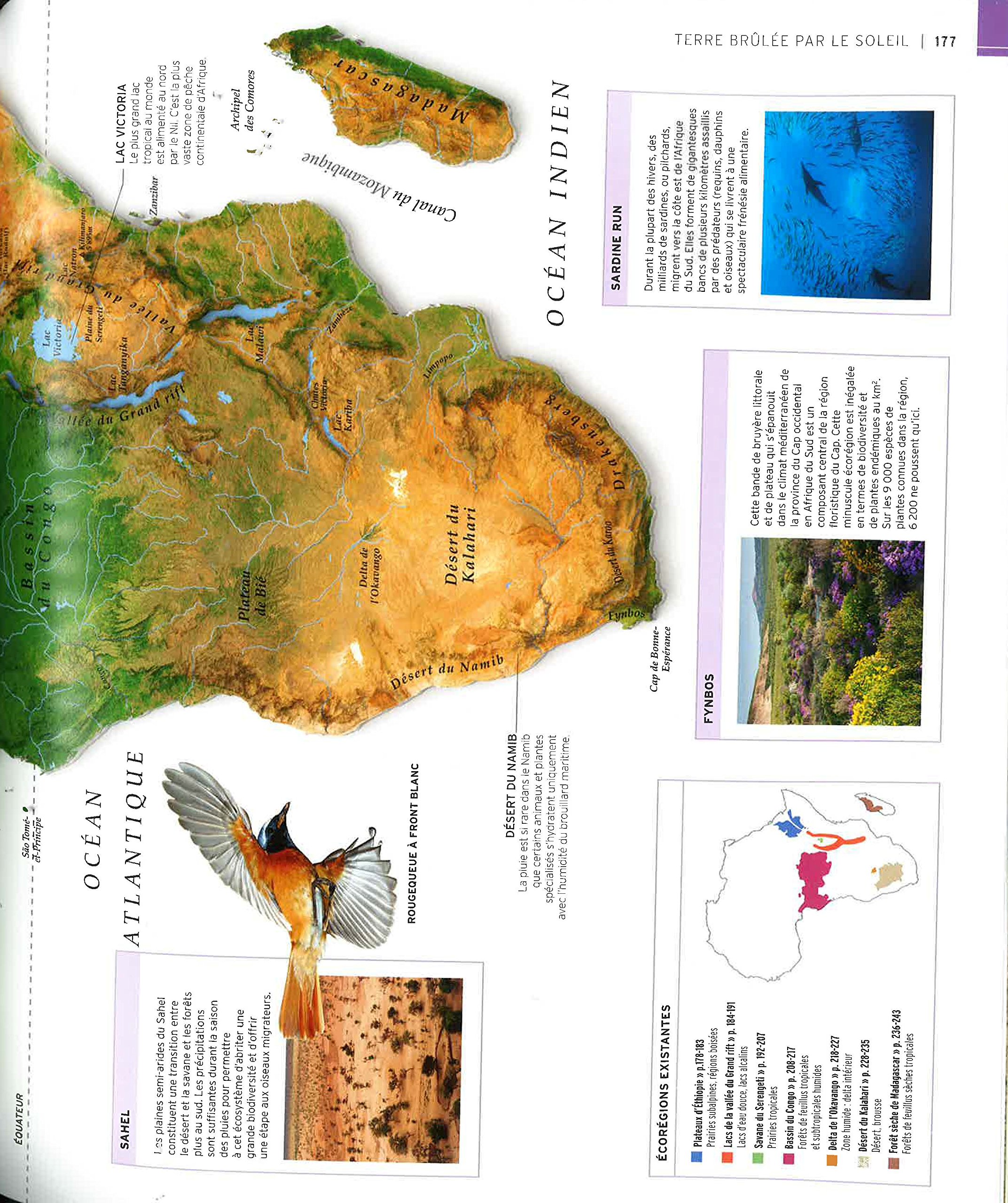 Vie sauvage: Encyclopédie visuelle des animaux, continent par continent