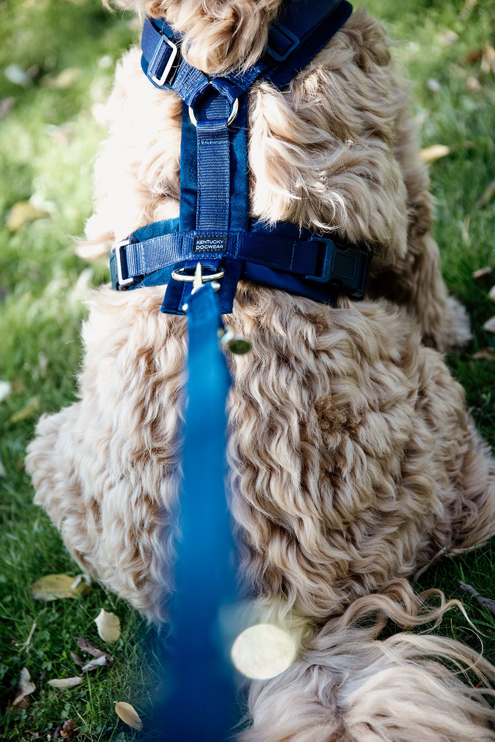Kentucky Hundegeschirr - Samt Marine - L - 38-58cm