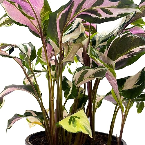 Miniatura 8 de BubbleBlooms Calathea Stella en una maceta de 6 pulgadas hermosa planta blanca abigarrada Lietzei Fusion White