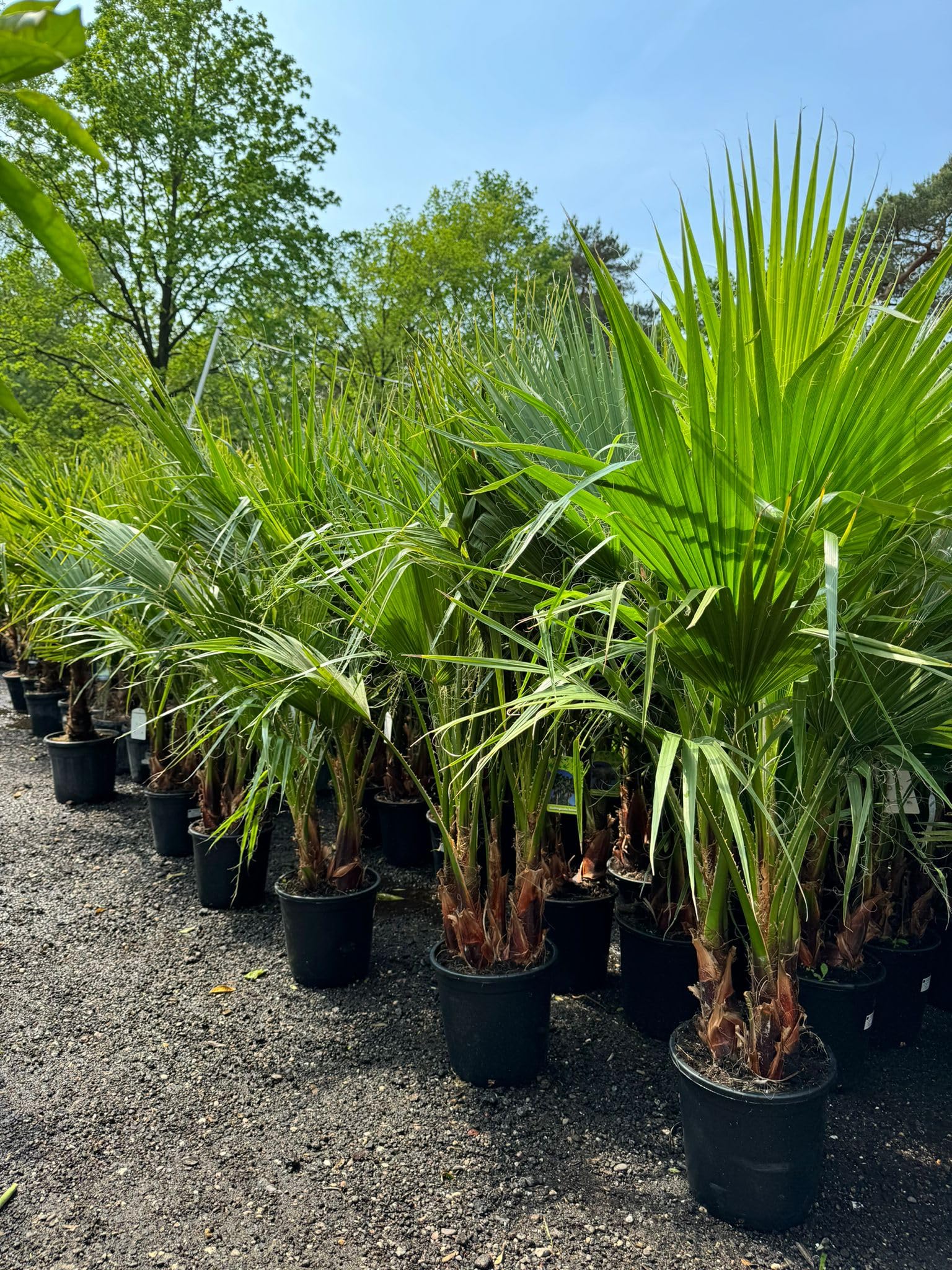 Sunny Tree - Palma - Washingtonia Robusta - multi-tronco - 140-160 centimetri incluso vaso - Palma messicana a ventaglio