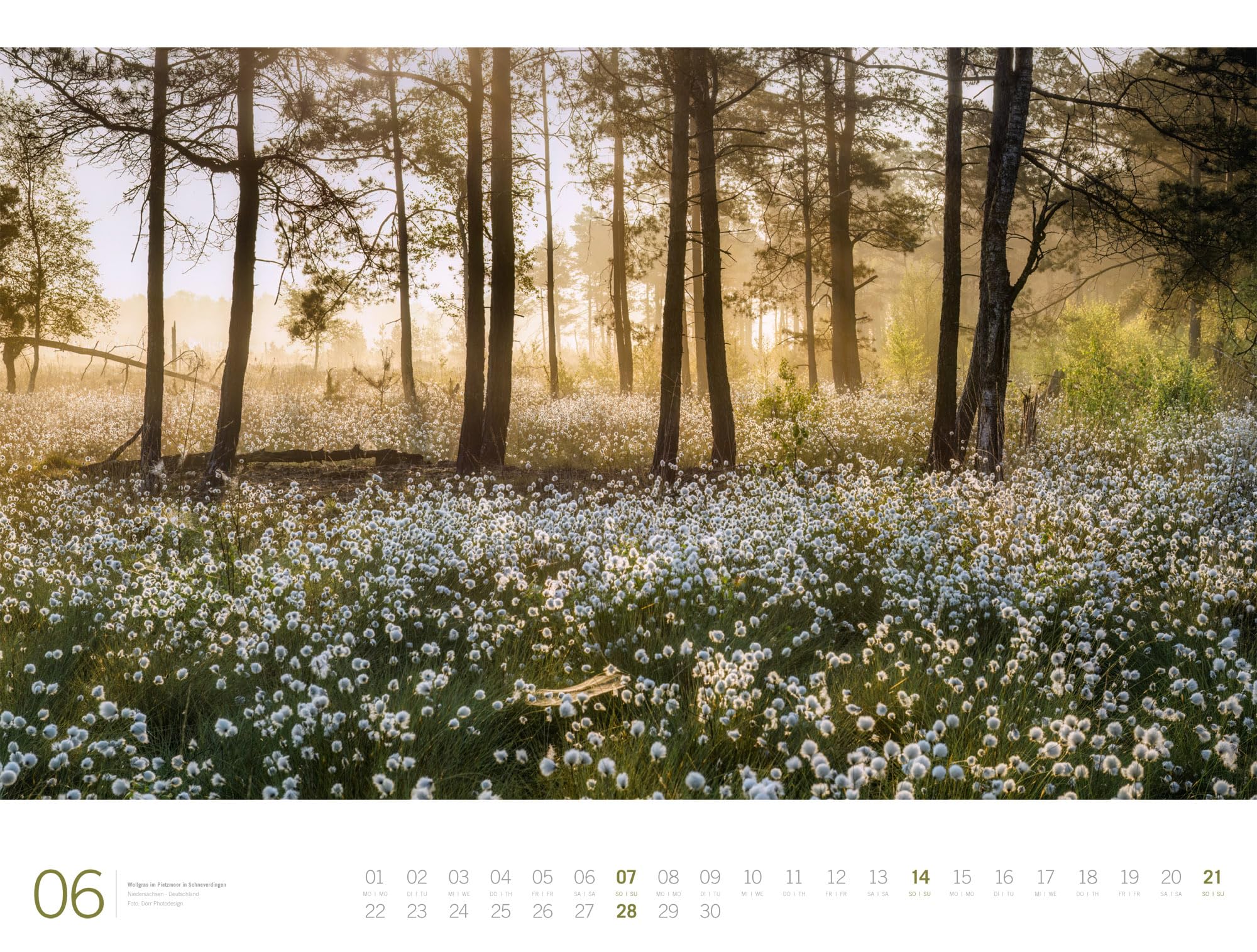 Wald Gallery Kalender 2026 | Geschmackvoller Natur-Kalender im großen Querformat (66x50 cm) | Wälder und Bäume im Großformat