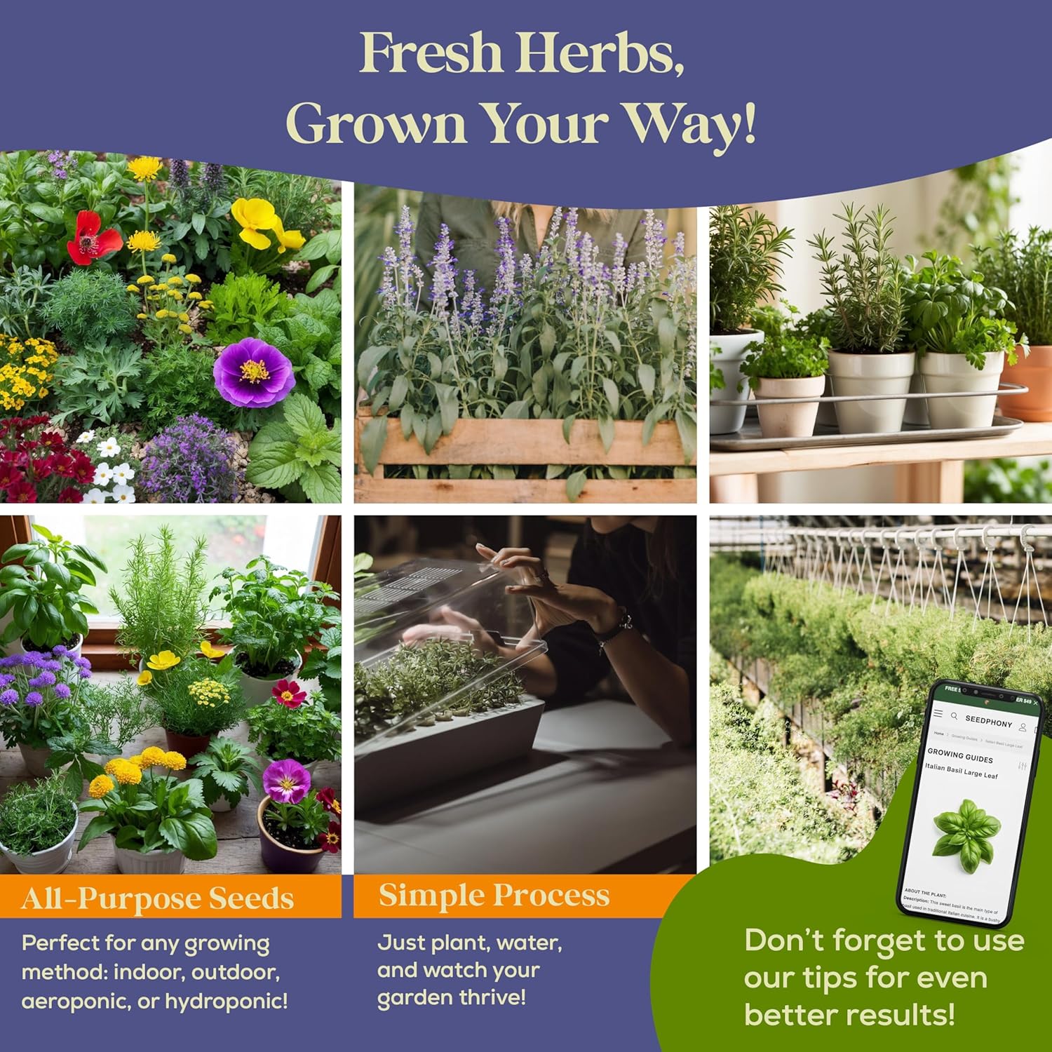 Seedphony 35 Medicinal & Tea Herb Seeds Variety Pack - 16,285+ Non-GMO Heirloom Herbs Seeds for Planting Indoor & Outdoor: Lavender, Rosemary, Echinacea, Mint, Catnip, Basil - Gardening Seed Packets