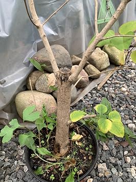Exact Plant