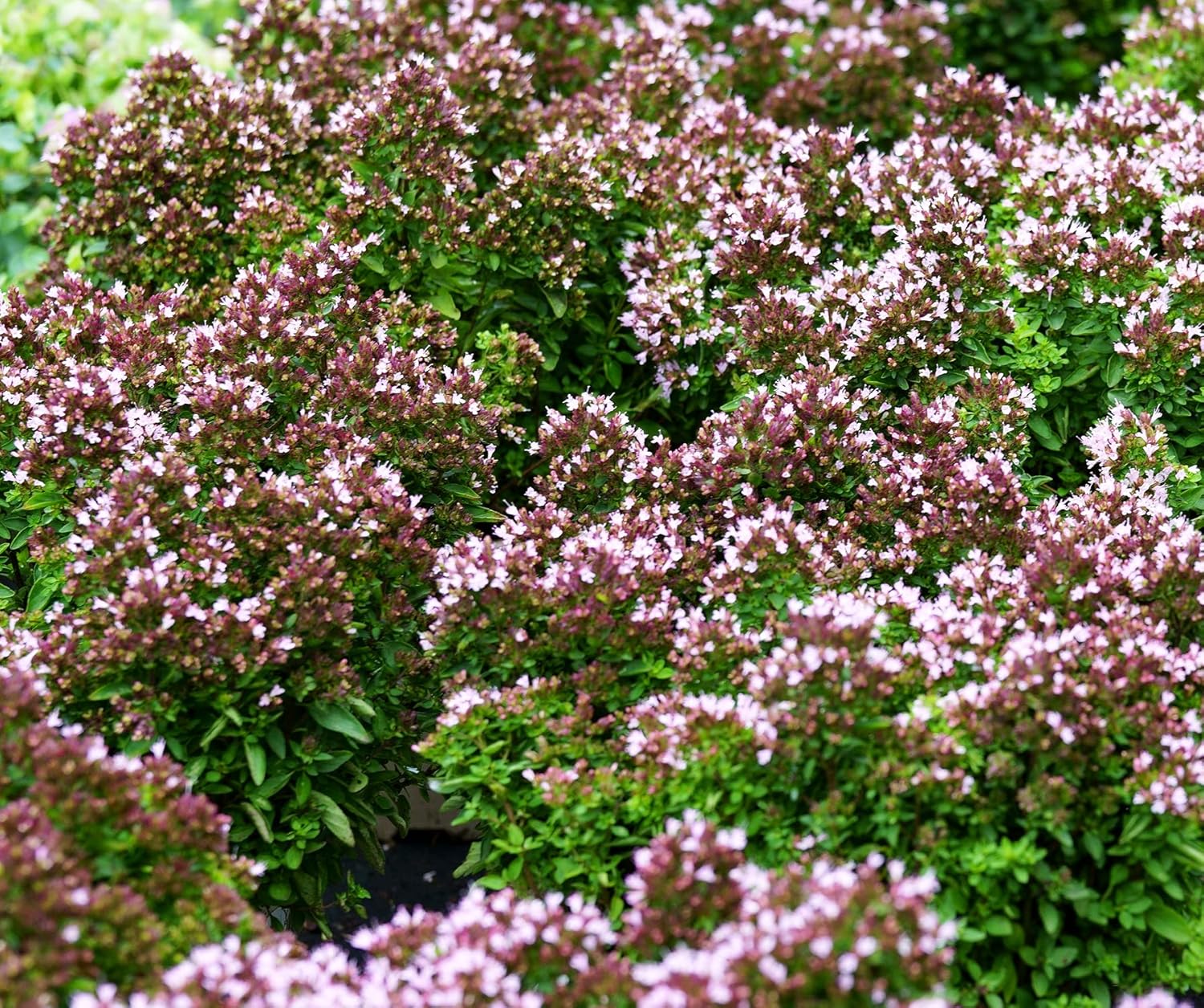 SandThymian Thymus serpyllum 1000 Samen Amazon.de Garten