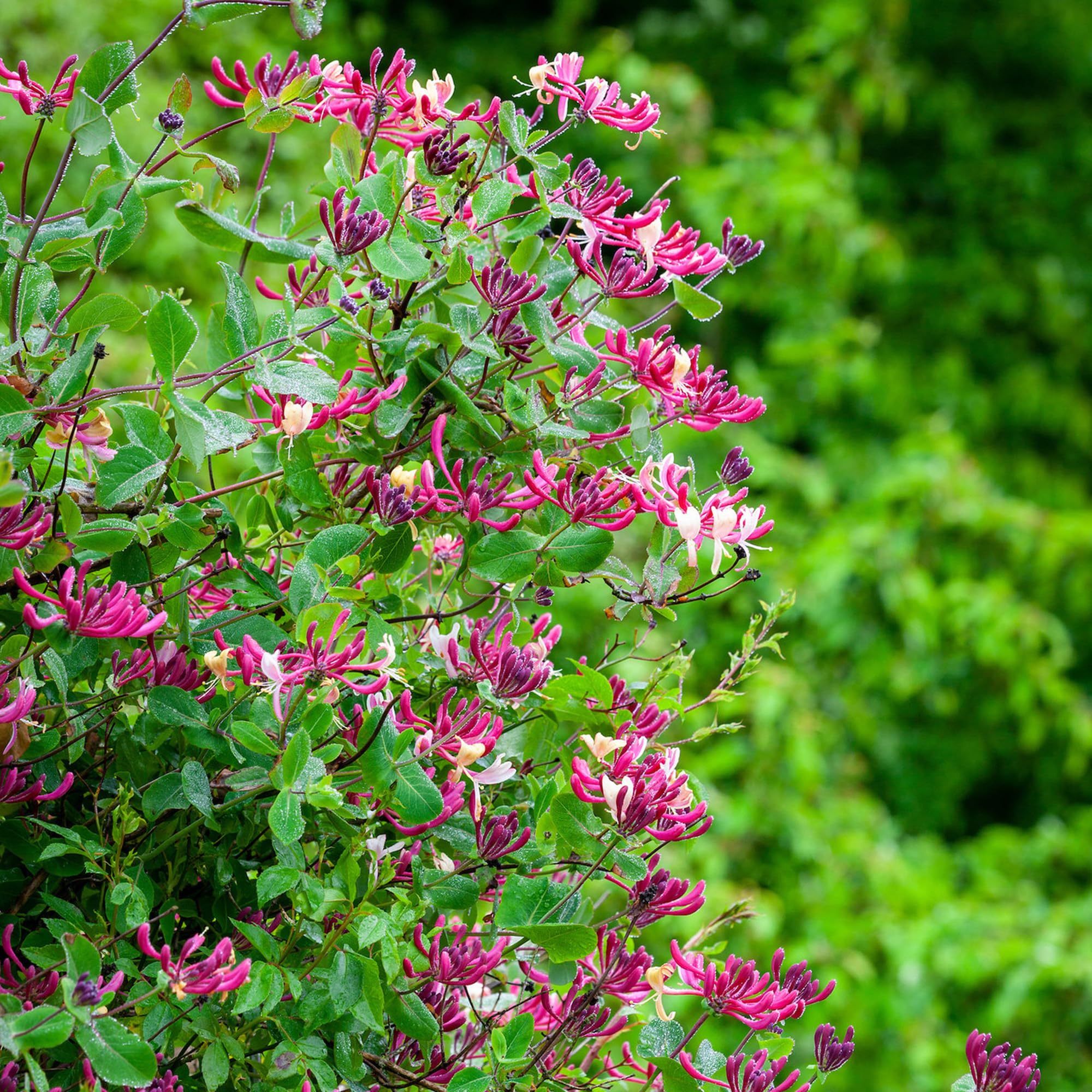 GardenersDream Lonicera Belgica Select - Duft-Geiblatt Winterhart -  Kletterpflanzen Winterhart Rosa - Balkon Pflanzen mit Intensivem Duft :  Amazon.de: Garten