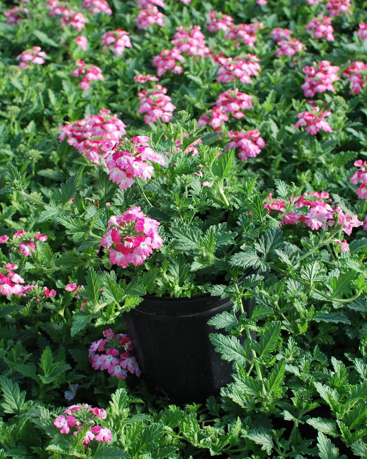 Perennial Farm Marketplace Verbena EnduraScape 'Pink Fizz' (Vervain) Perennial, Size-#1 Container, Pinkish-White Bi-Color Blooms