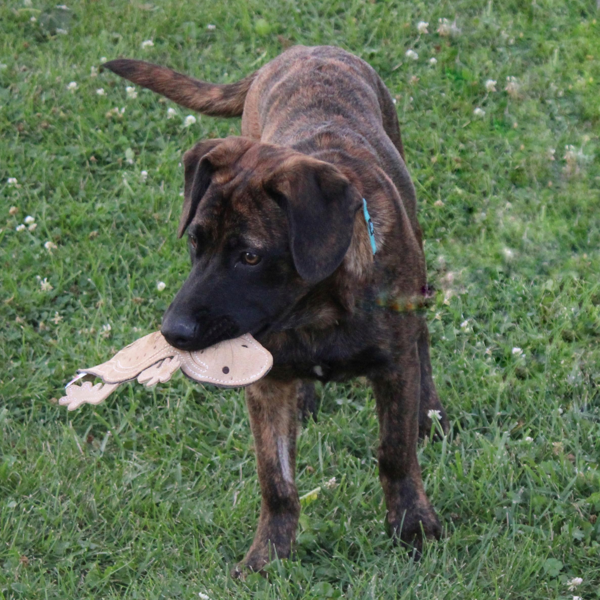 Ethical Pets Skinneeez skórzana zabawka dla psa - jaszczurka 38 cm