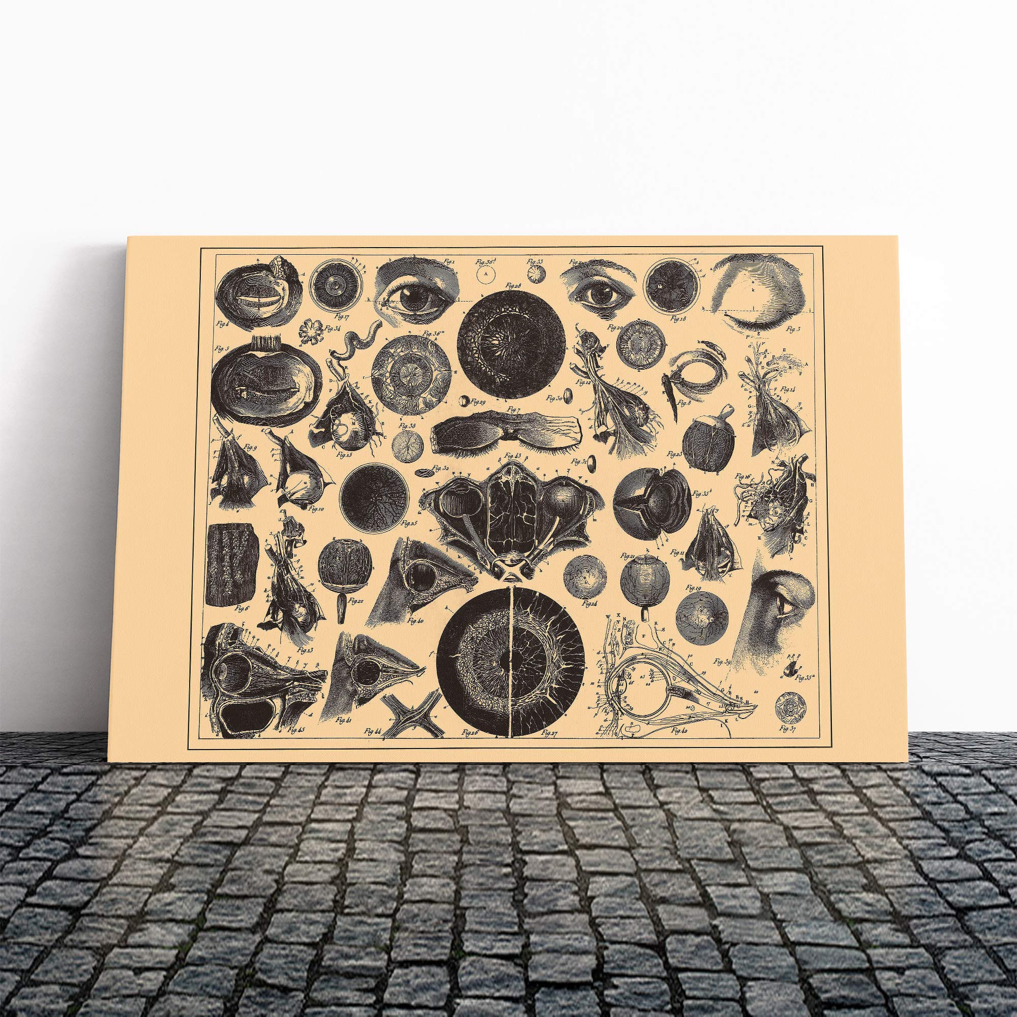 Encyclopedia Human Biology Eyes (1) Canvas Print | Gallery Wrapped 30mm Frame Wall Art | 24x16 inches | Ready to Hang | Modern Picture | Living Room Bedroom Lounge Office