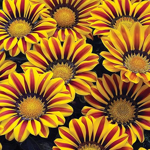 Semillas de flores exóticas de Gazania - Más de 100 semillas para cultivar - Fabricado en Estados Unidos, se envía desde Iowa, ideal con caléndula o
