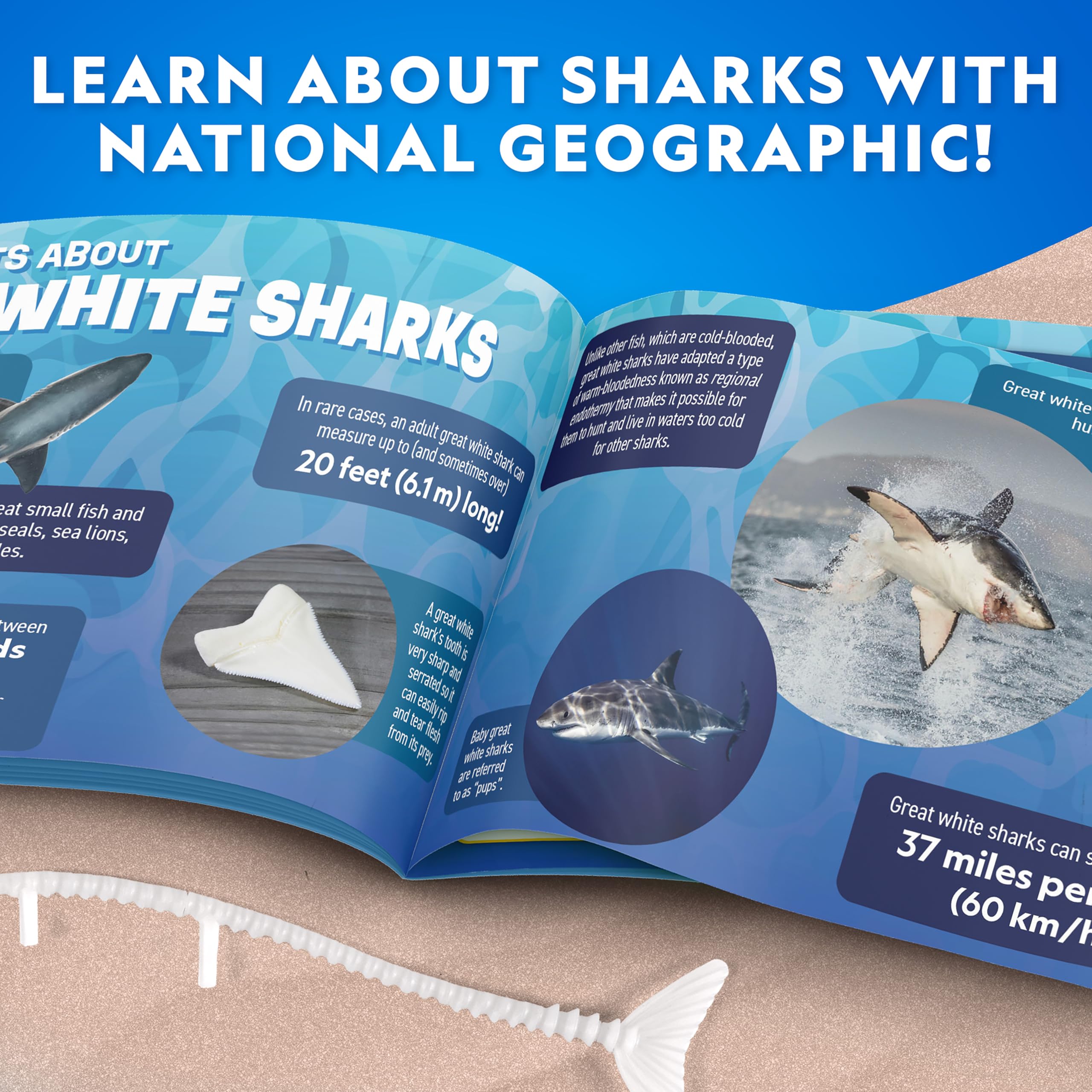 Amazon.com: National Geographic Shark Dissection Kit – Glow in the