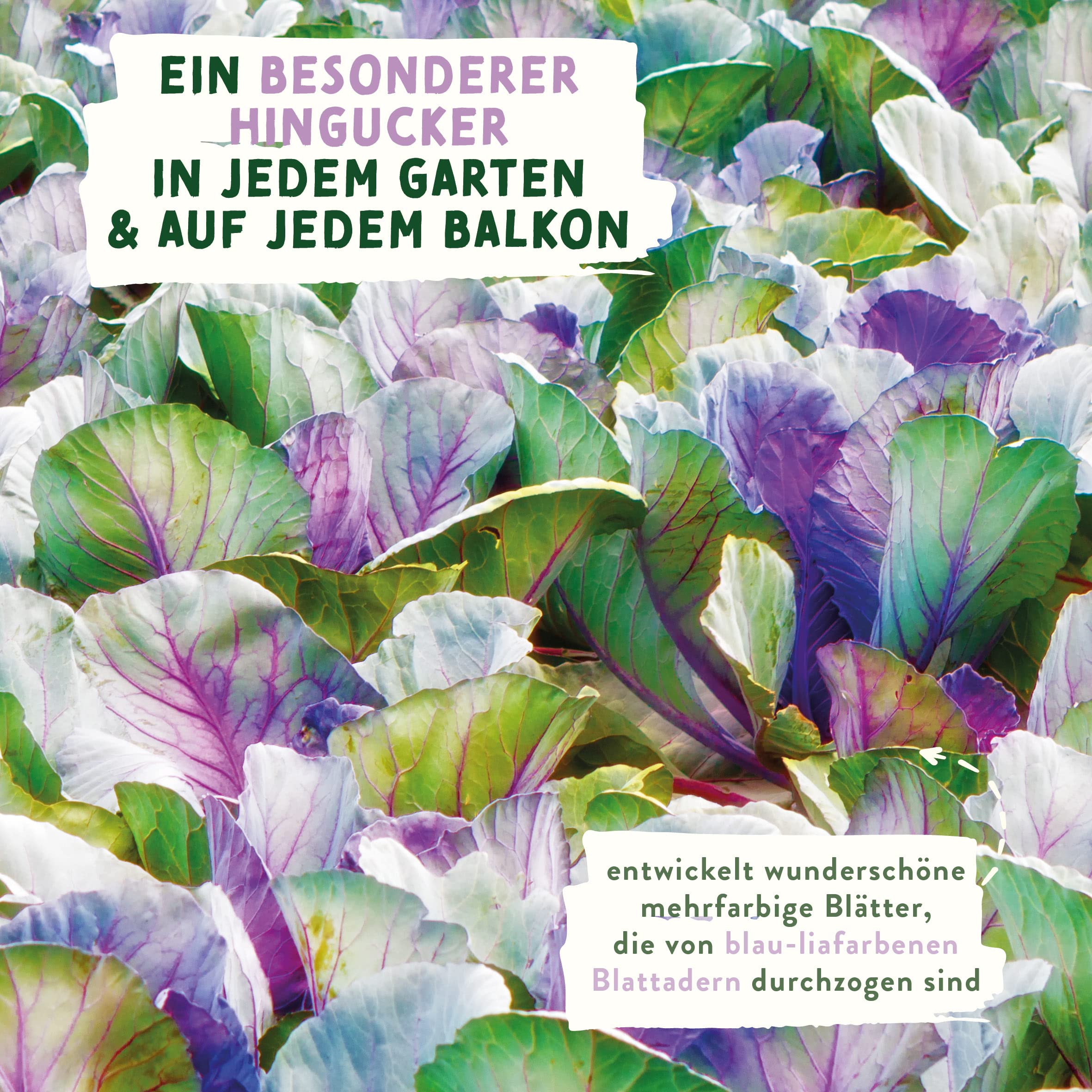 valeaf BIO Bunte Gemse Samen I Ausgefallene Gemsesamen zur Gemse Anzucht  im Garten, Balkon und Hochbeet I samenfestes Gemse Saatgut I Pflanzen  Samen zum Gemse Pflanzen (Blauer Kohlrabi (BIO)) : Amazon.de: Garten