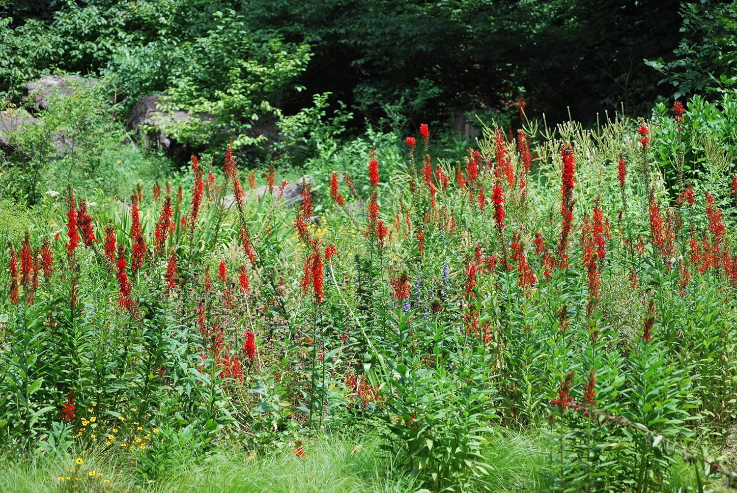 Perennial Farm Marketplace Lobelia cardinalis (Red Cardinal Perennial, Size-#1 Container, Brilliant Reddish Flowers