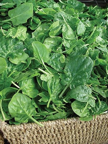 Miniatura 6 de Burpee Bloomsdale Spinach Seeds 1100 semillas