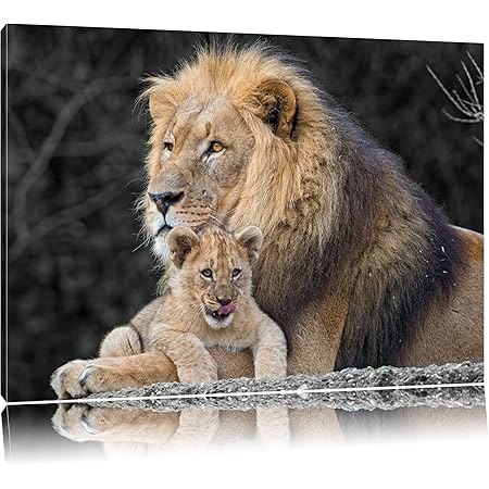 Magnifique Lionceau Calins Avec Petit Noir Blanc Format 100x70 Toile Xxl Photos Completement Encadree Avec De