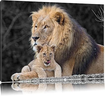 Magnifique Lionceau Calins Avec Petit Noir Blanc Format 60x40 Toile Xxl Photos Completement Encadree Avec De Magnifique Lionceau Calins Avec Petit Noir Blanc Format 60x40 Toile Xxl Photos Completement Encadree Avec De