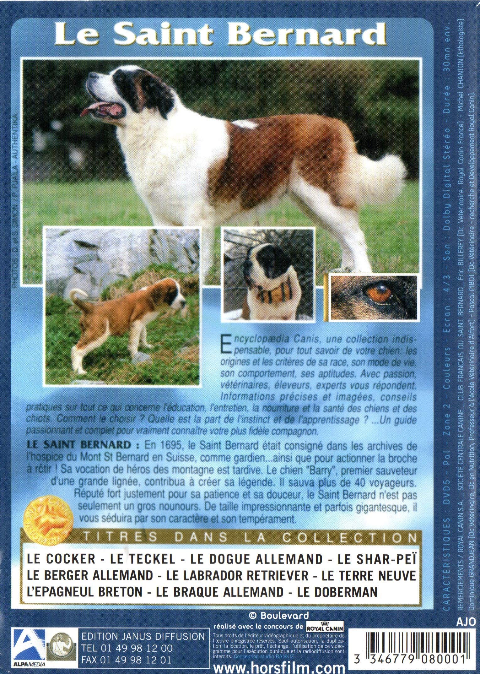 Image secondaire de Le Saint Bernard : Guide Complet sur l'Éducation et la Santé du Chien