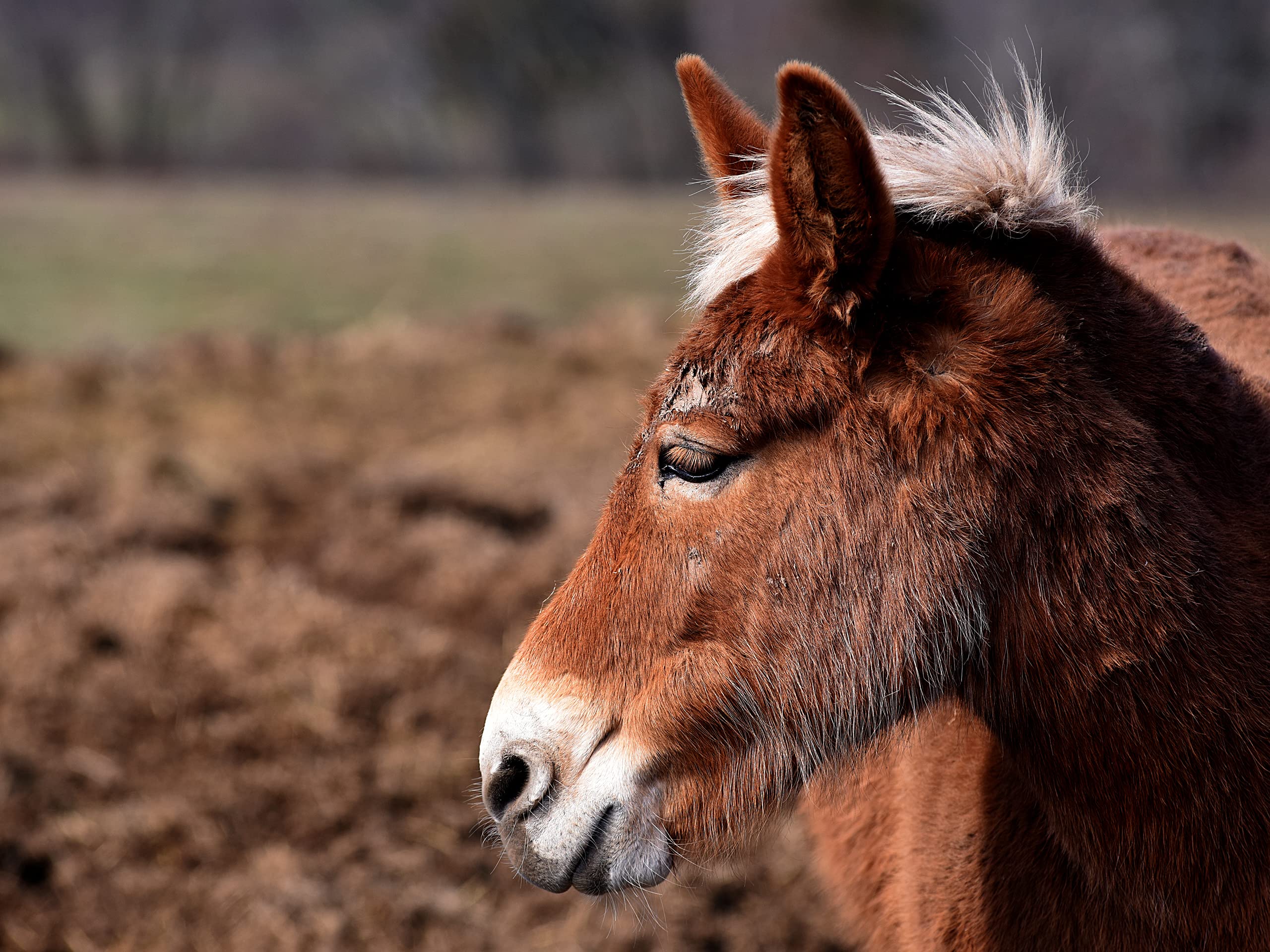 Watch Animal Cops Houston Season 2 Prime Video