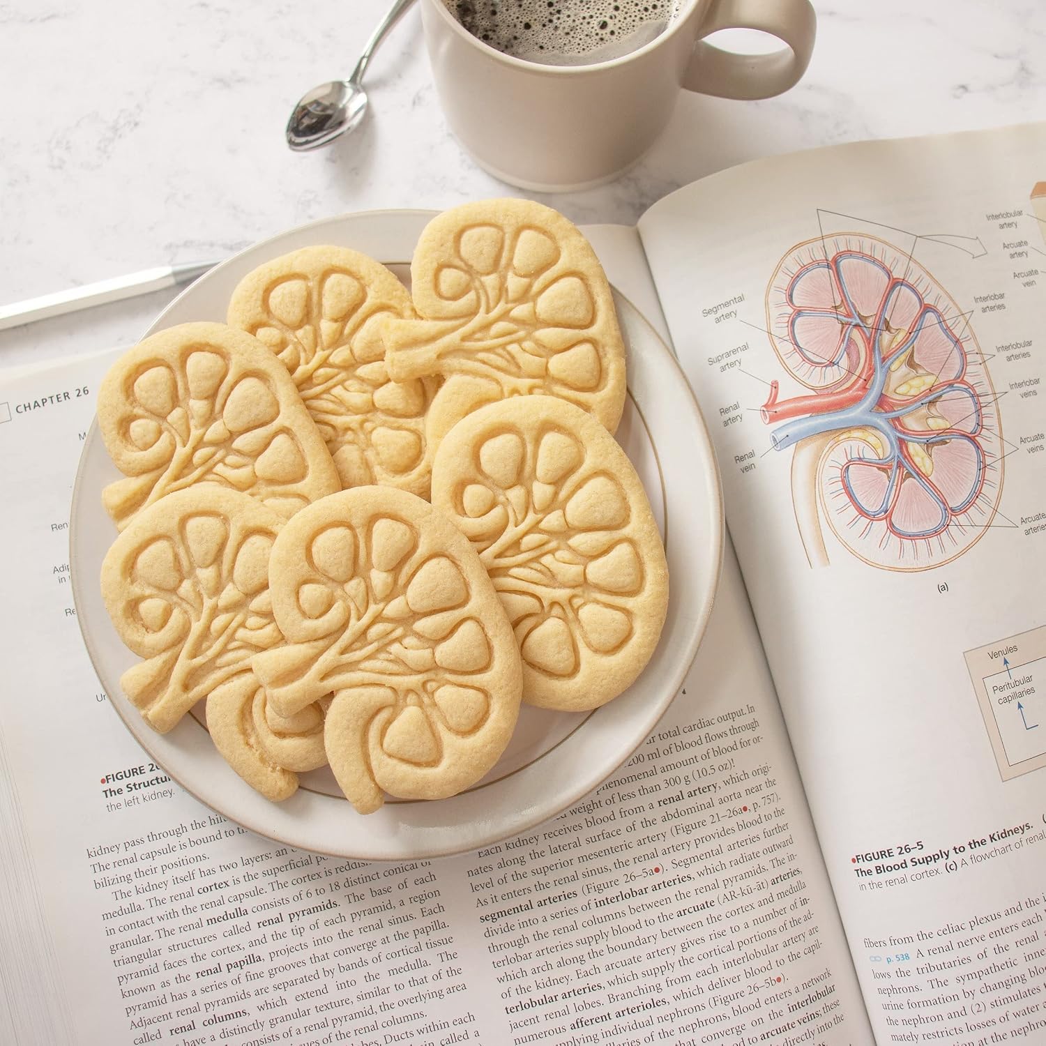 Internal Kidney cookie cutter, 1 piece - Bakerlogy