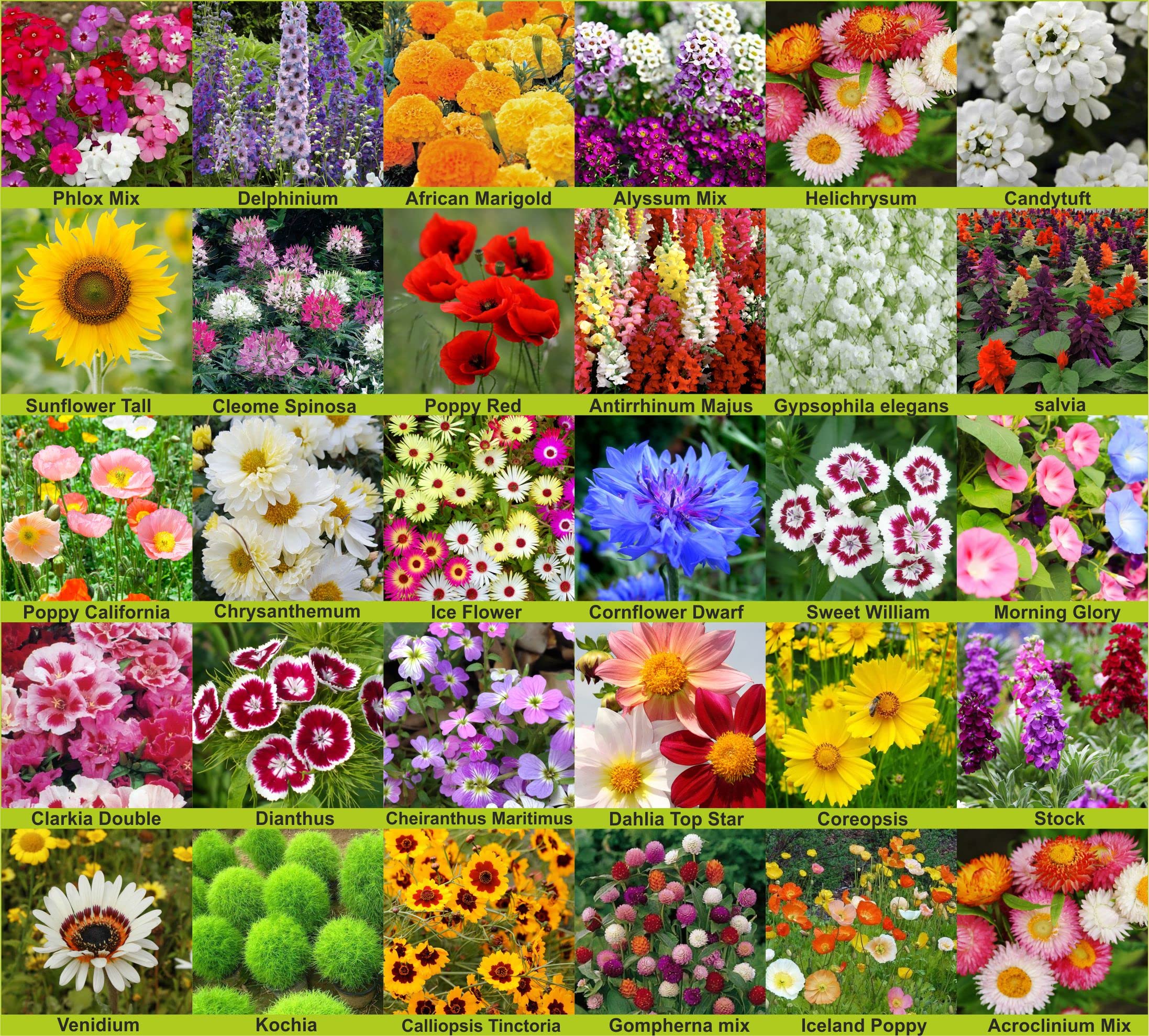 Agrey 30 Varieties of Flower 1975+ Seeds For Your Garden Beautiful Bloom High Germination Seeds with Instruction Manual (B09299FD49) Amazon Price History, Amazon Price Tracker