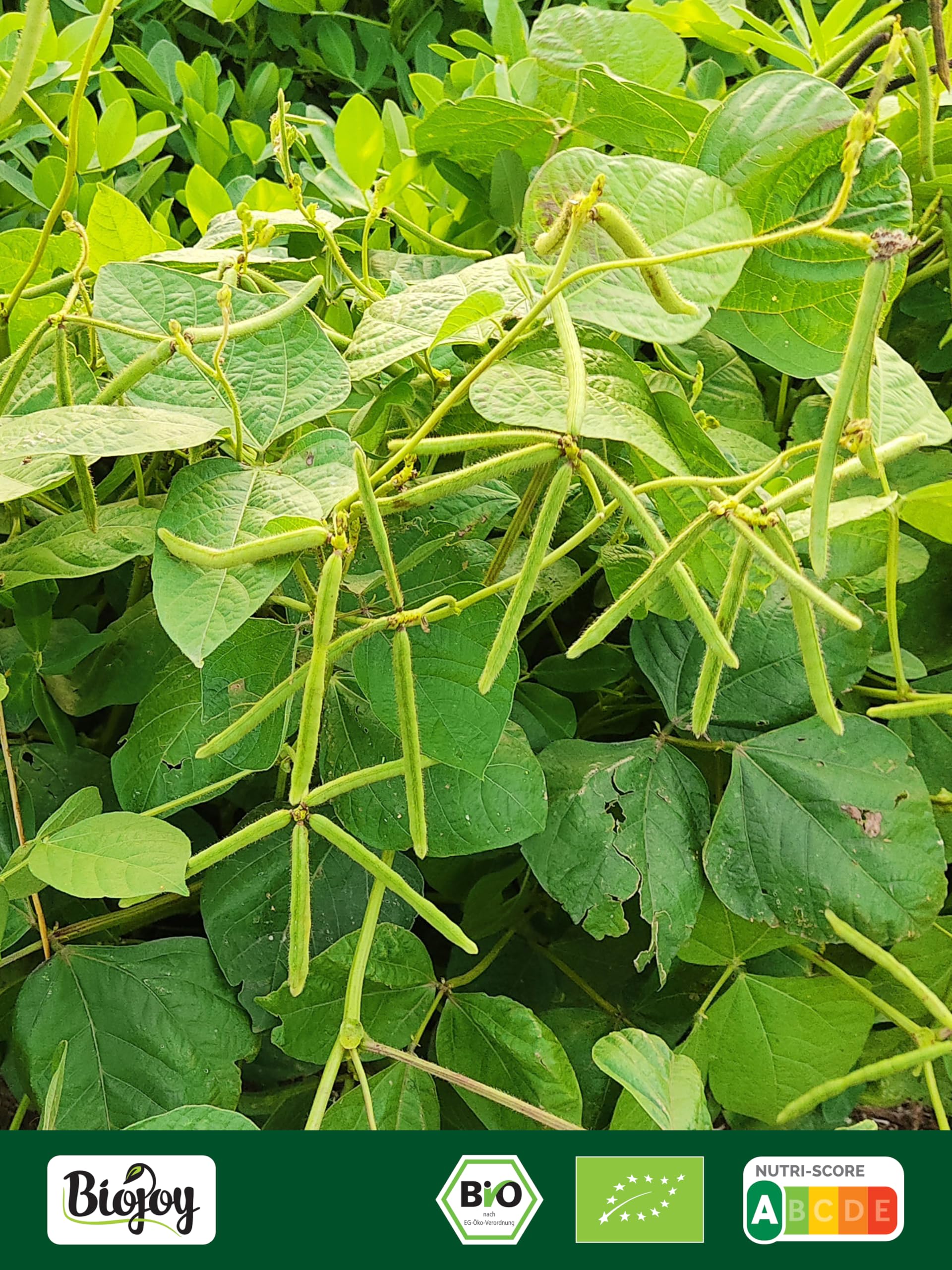 Biojoy Haricots Mungo BIO (2,5 kg), séchés et entières, sans additifs