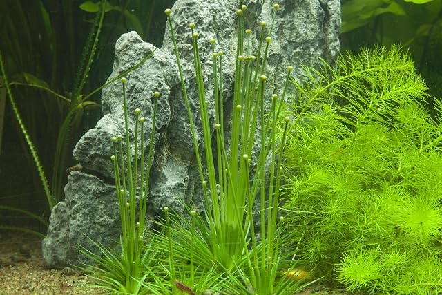 Foto 4 de 4 de Aquarium Fan Tropica 1-2-Grow! Eriocaulon cinereum