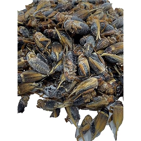 Amazon 家族のおやつ 冷凍 フタホシコオロギ 成虫サイズから幼虫 かめのえさ コオロギ レオパの餌 １匹ずつパラパラ クール宅急便込 未処理 0g 家族のおやつ フード 通販