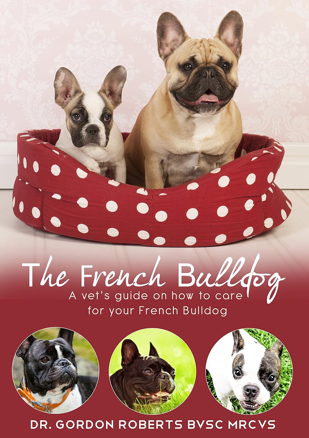 The French Bulldog: A vet's guide on how to care for your French Bulldog