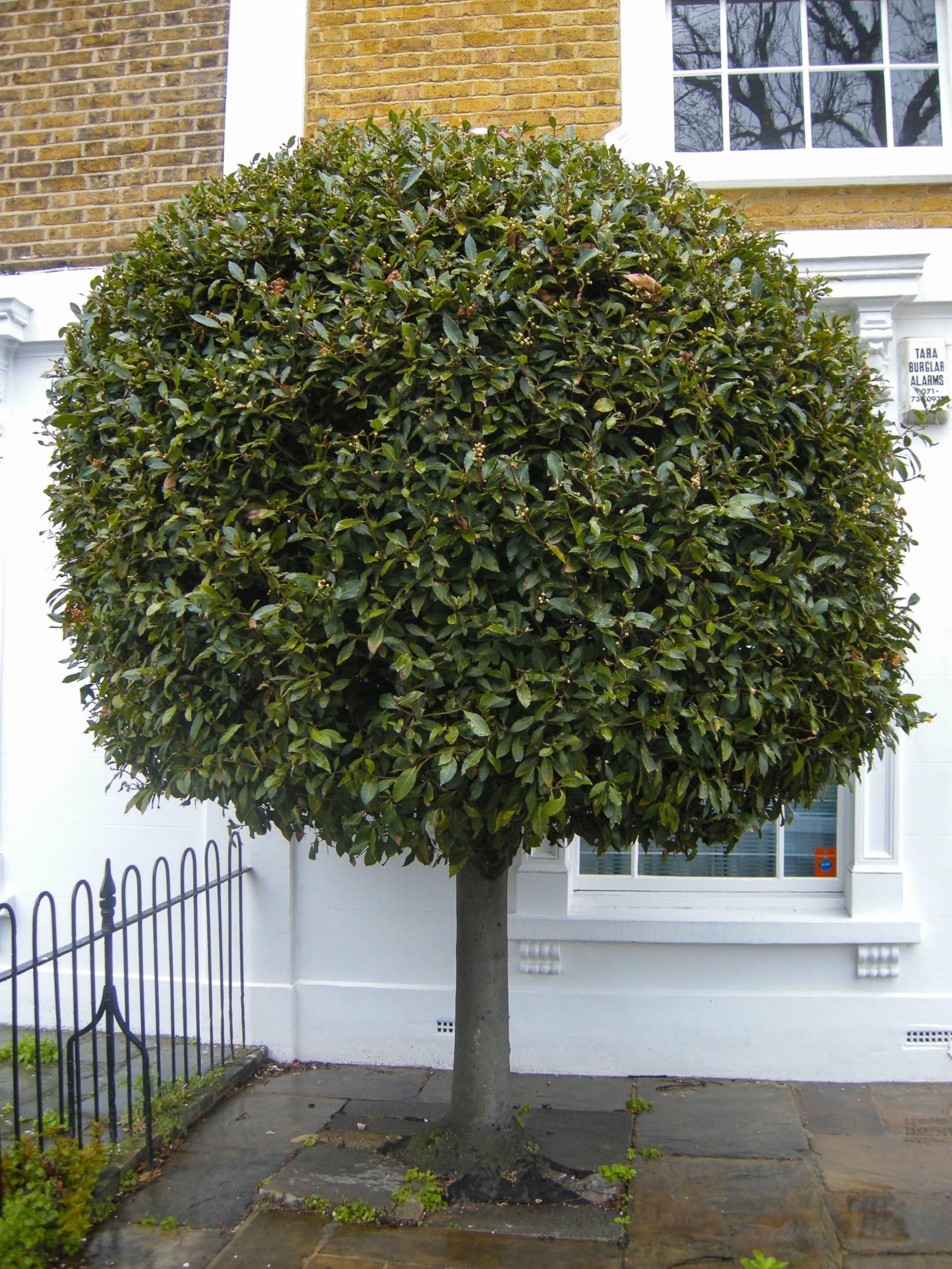 Alloro "Laurus nobilis" pianta aromatica sempreverde ad alberello in vaso ø24 cm h. 100/120 cm Vivaio di Castelletto