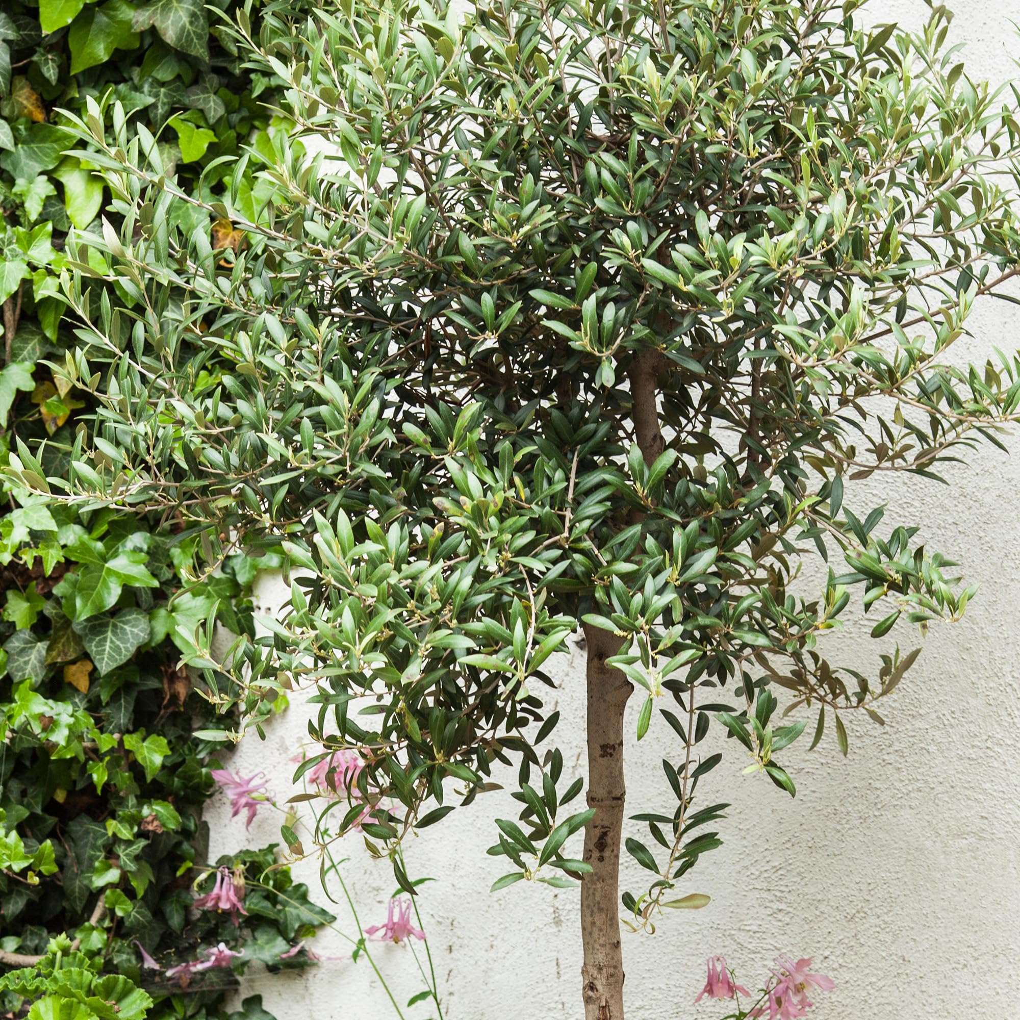 GardenersDream de Olivier Olea Europaea – Plante de jardin persistante vivante en pot – Plante d'extérieur nécessitant peu d'entretien – Idéale pour les bordures et les pots (35-45 cm, pot de 21 cm)
