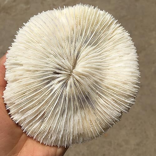 BERVSJ Healing Mineral Stone White Coral Sea Round Mushroom Coral Natural Artifical Fish Aquatic Pet Supplies Aquarium Landscape Tank Ornaments 8 to