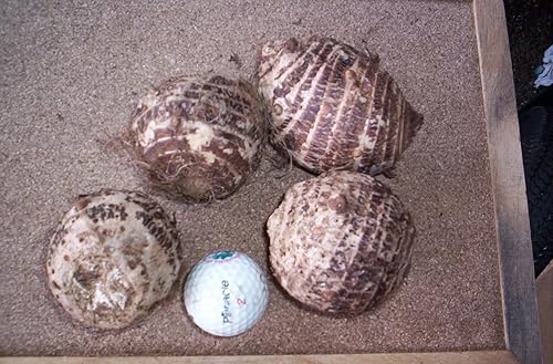 Miniatura 3 de 20 bulbos de taro Colocasia Esculenta de oreja de elefante vivo