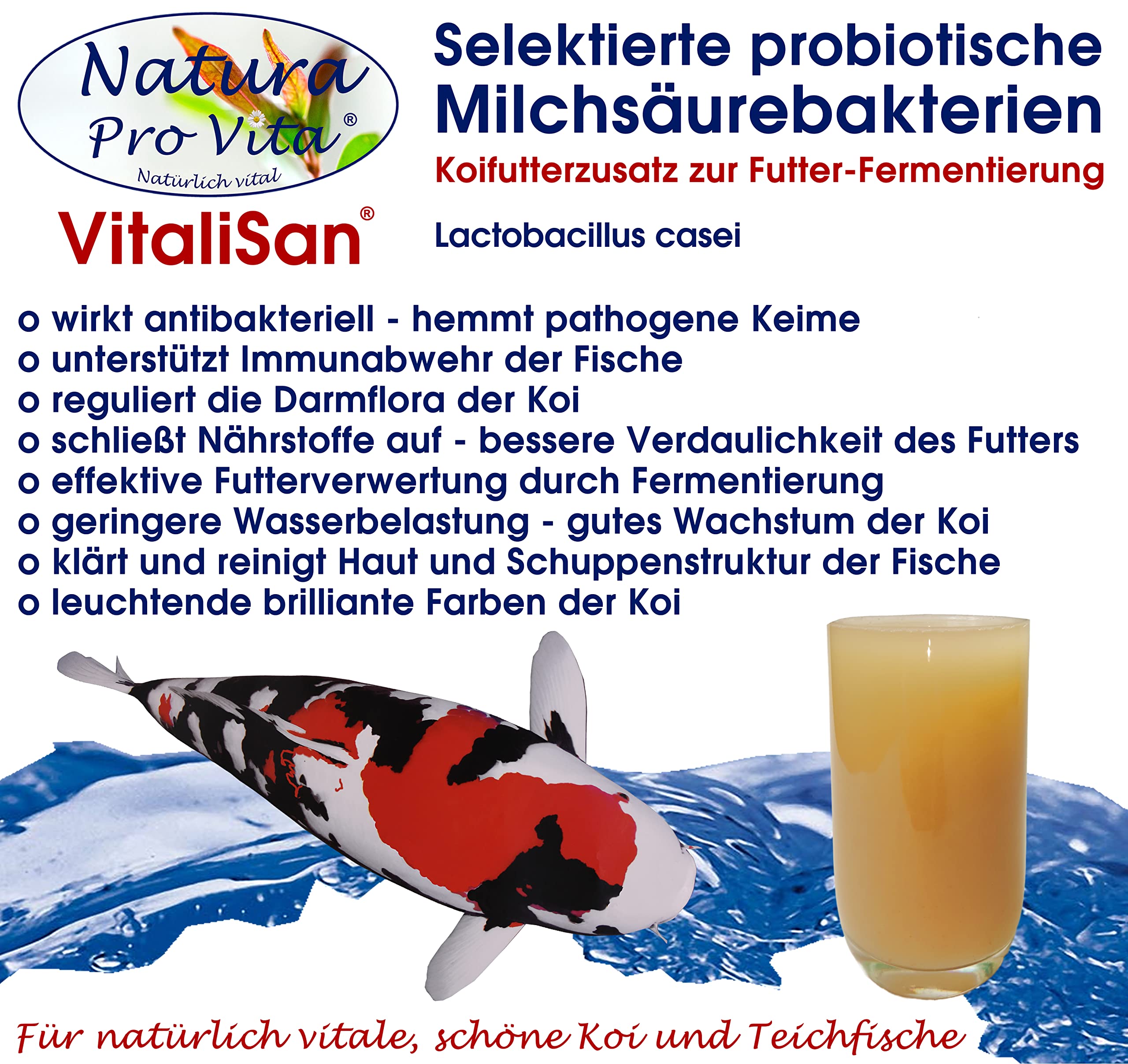 Filterbakterien Koi Teich Milchsäurebakterien klares Wasser baut Schmutz ab algenfrei biologisches Gleichgewicht antibakteriell Wundheilung Koi 20L