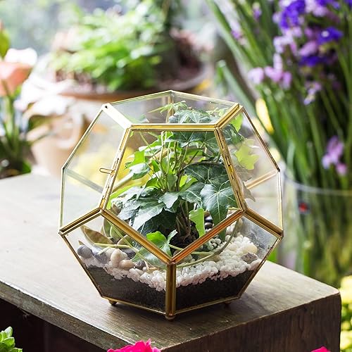 Miniatura 7 de Terrario geométrico de vidrio en dodecaedro y pentágono transparente, con planta suculenta para terrario, Geométrico, Transparente