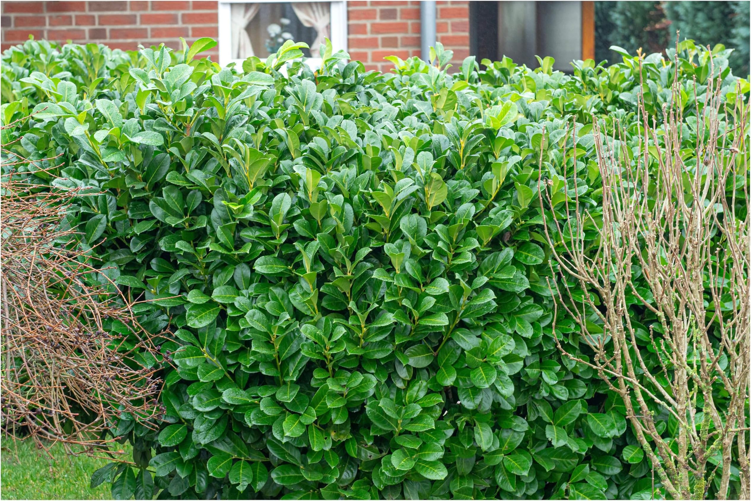 Winterhart Immergrun Hecke