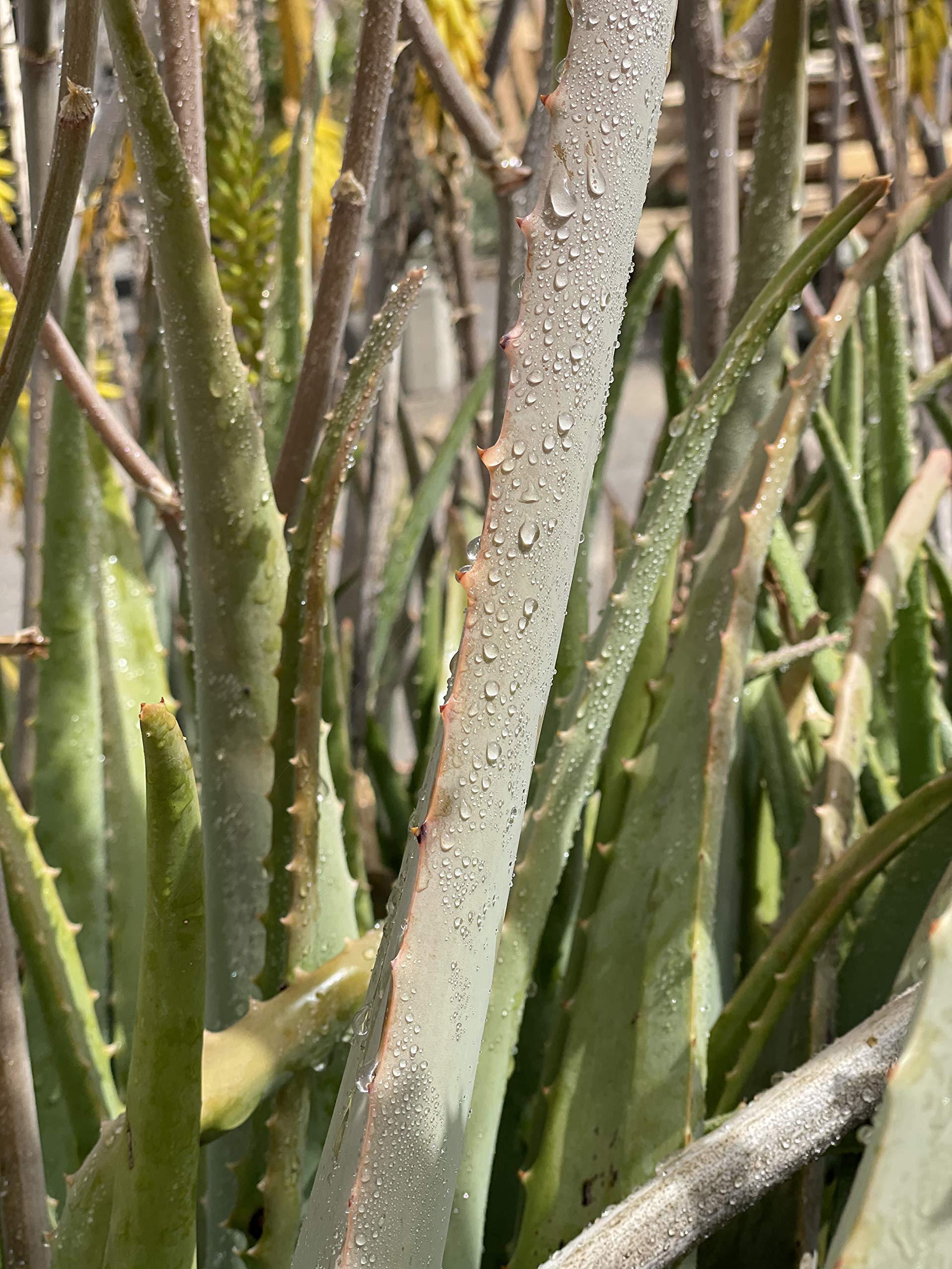 Aloe vera hojas frescas de cultivo ecológico