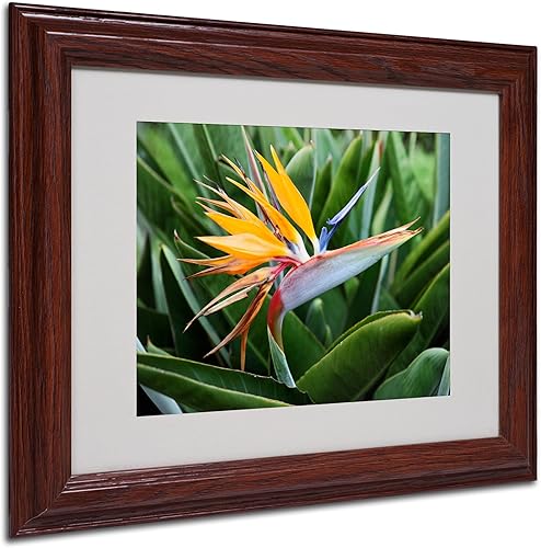 Miniatura 6 de Trademark Fine Art Bird of Paradise por Pierre Leclerc - Lienzo decorativo para pared, marco de madera, 16 x 20 pulgadas