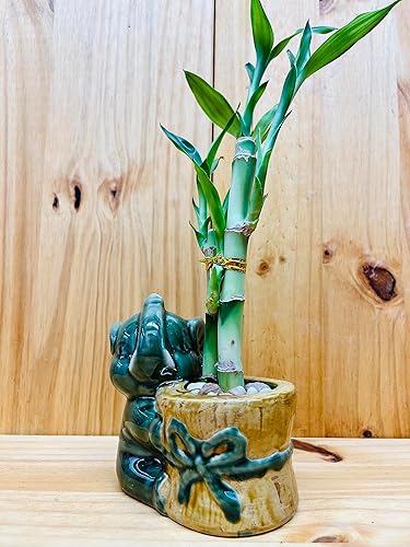 Miniatura 4 de Bambú de la suerte en jarrón de elefante de cerámica, 3 tallos de 6 pulgadas y 6 pulgadas y 8 pulgadas