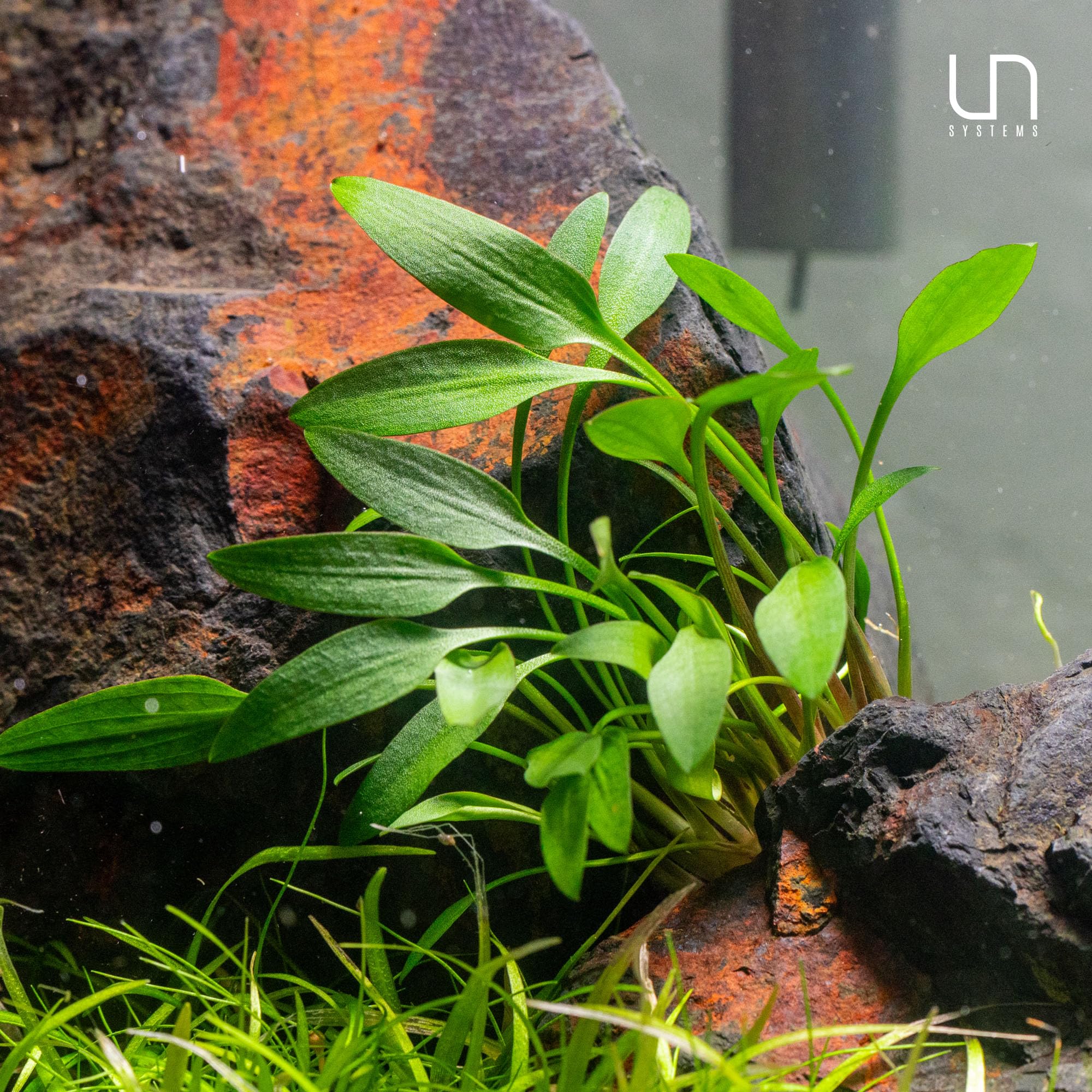 【LA1223-01z】Cryptocoryne sp. Min-2 Amazon.com : Ultum Nature Systems Cryptocoryne Mioya Tissue