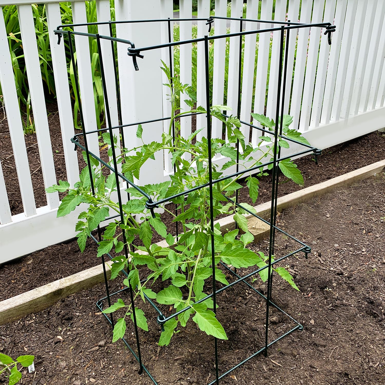 Ferry-Morse Folding Tomato Cage