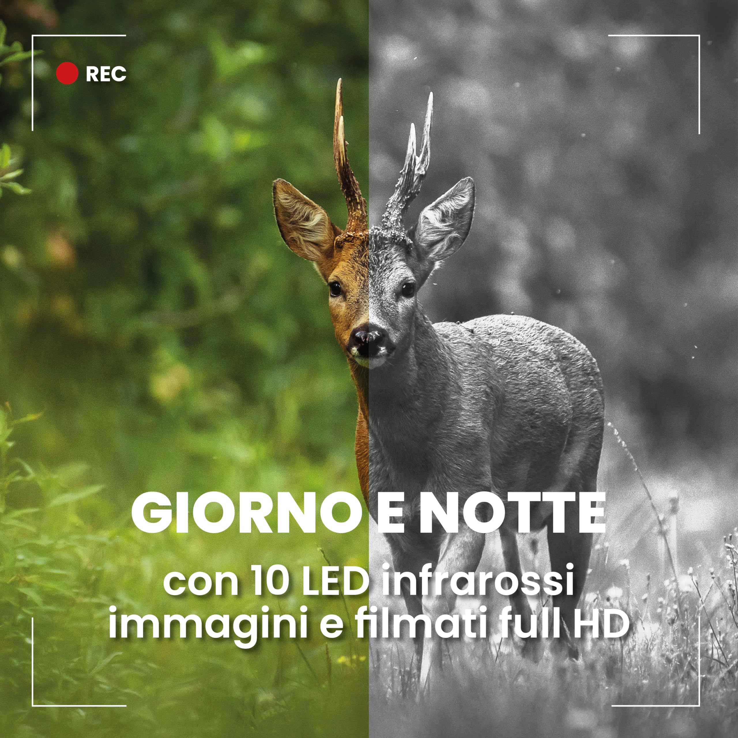 Midland - Fototrappola Wild Guardian, Videocamera 1080p, Visione Notturna con LED Infrarossi, Fotocamera da Caccia 20MP - Sensore Movimento 15m, Attivazione 0.4s, Display 2", per Monitoraggio Fauna