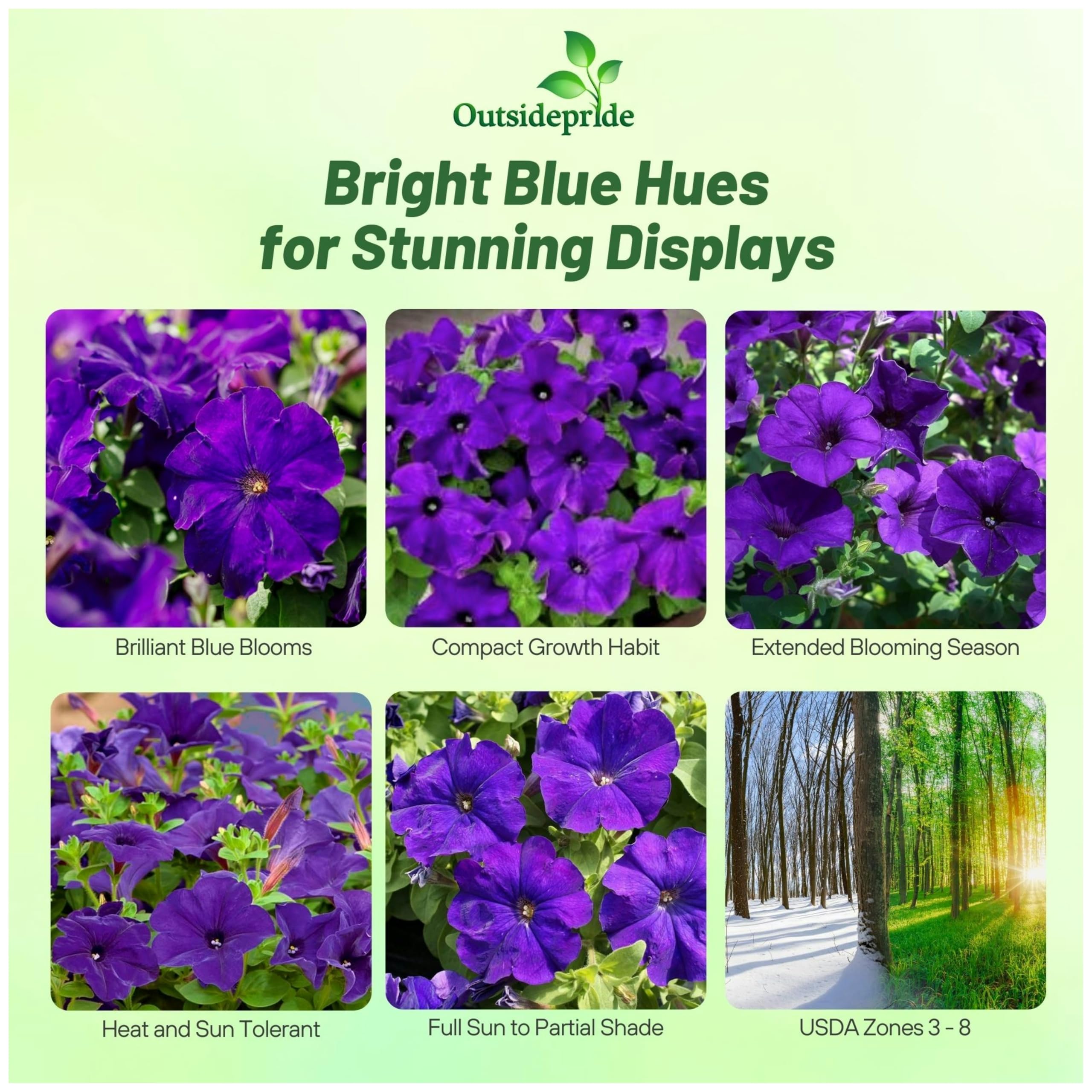 Amazon.com : Outsidepride Blue Multiflora Petunia Seeds - 250 Pcs