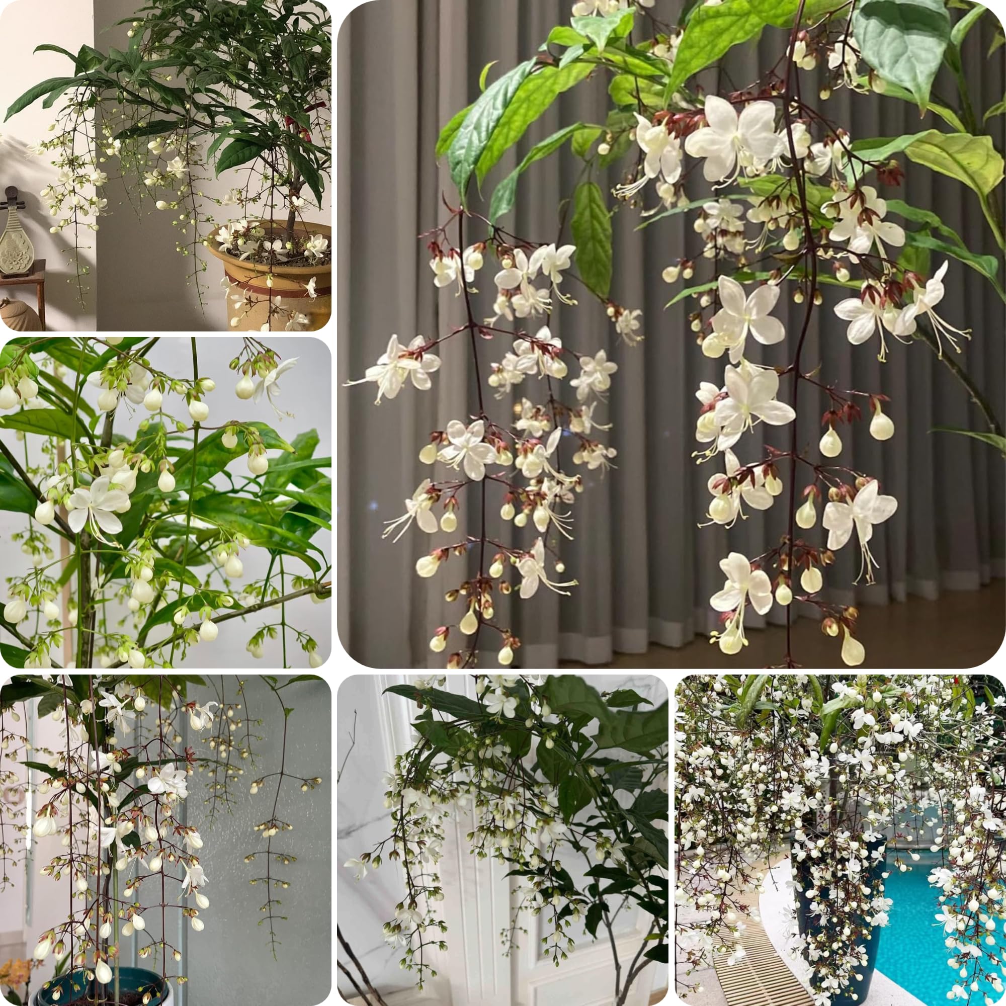 Semillas De Jazmín (120 Unidades) - Para Macetas, Jardín O Balcón, Flores Aromáticas De Verano