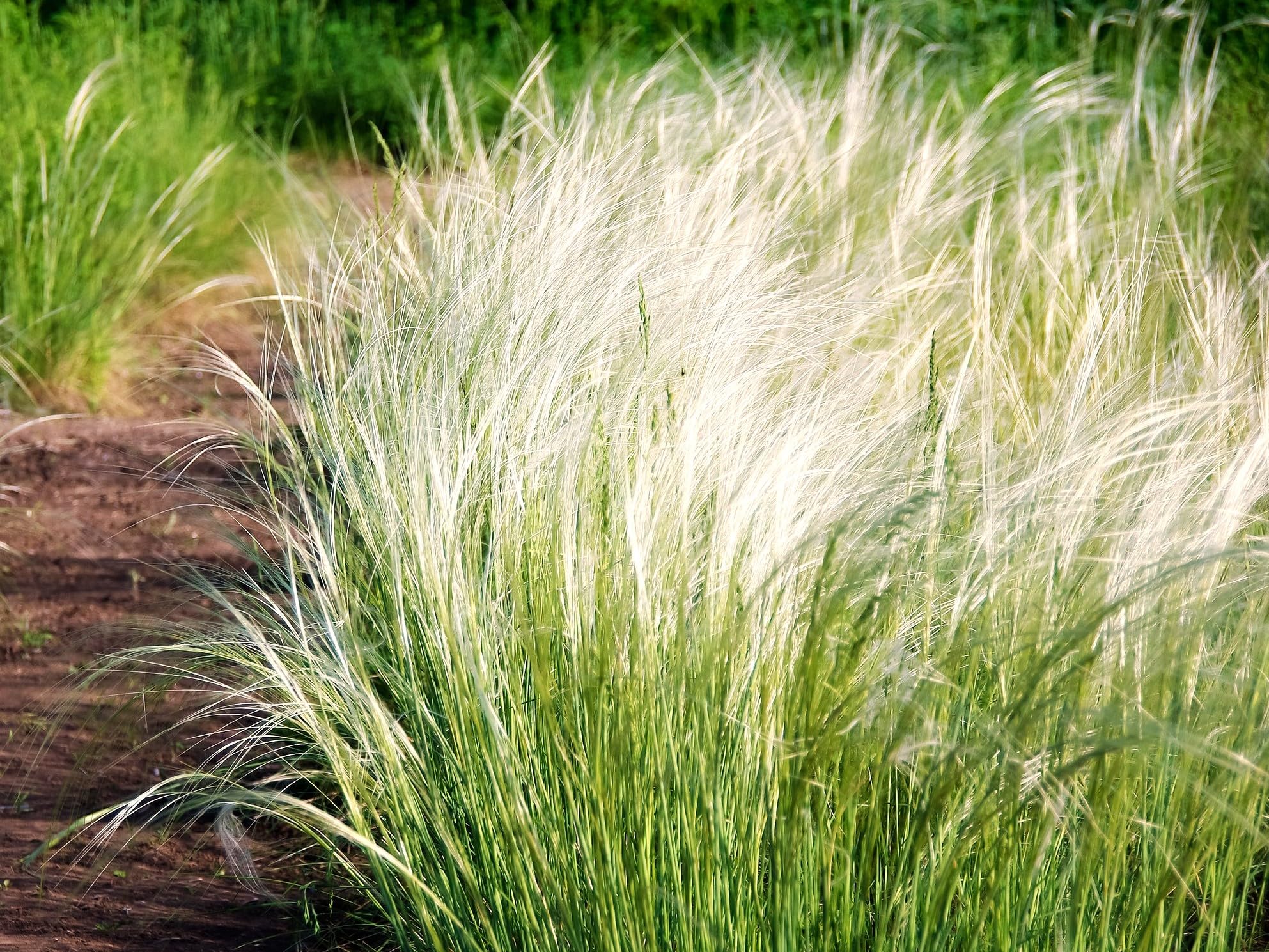 Greenwood Nursery Mexican Feather Grass