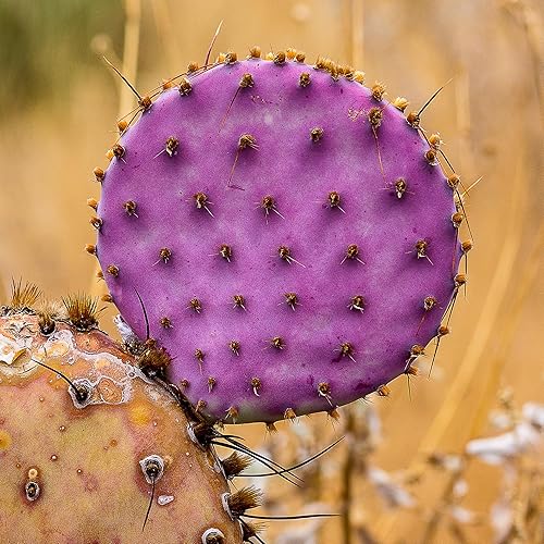 Miniatura 3 de Plantas de cactus de tuna morada de 8 meses de edad, plantas vivas en macetas, 4-6 pulgadas de alto, planta viva de cactus espinoso para plantar en
