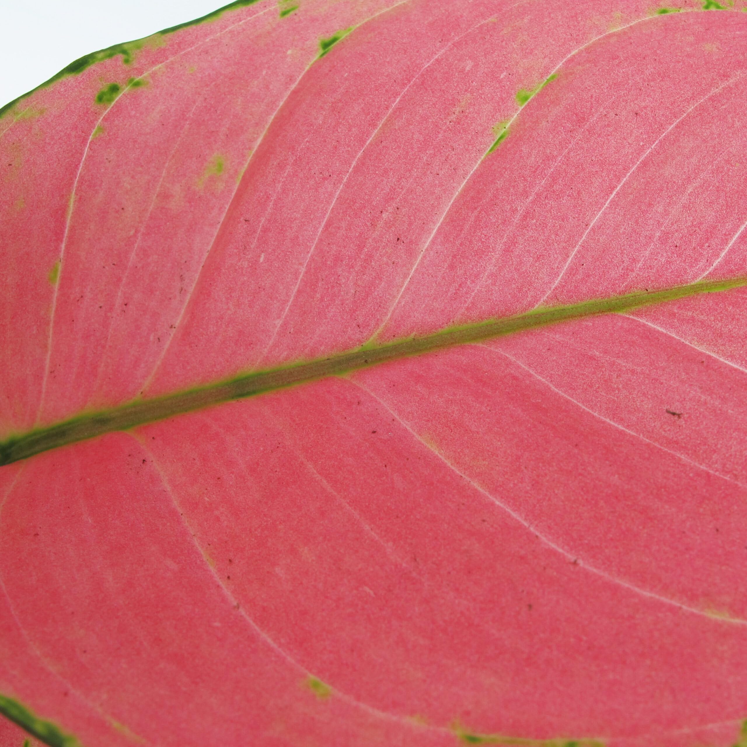 KENTIS - Aglaonema Pink Star - Piante da Interno Vere - Piante Purifica Aria da Appartamento - H 20-30 cm Vaso Ø 12 cm
