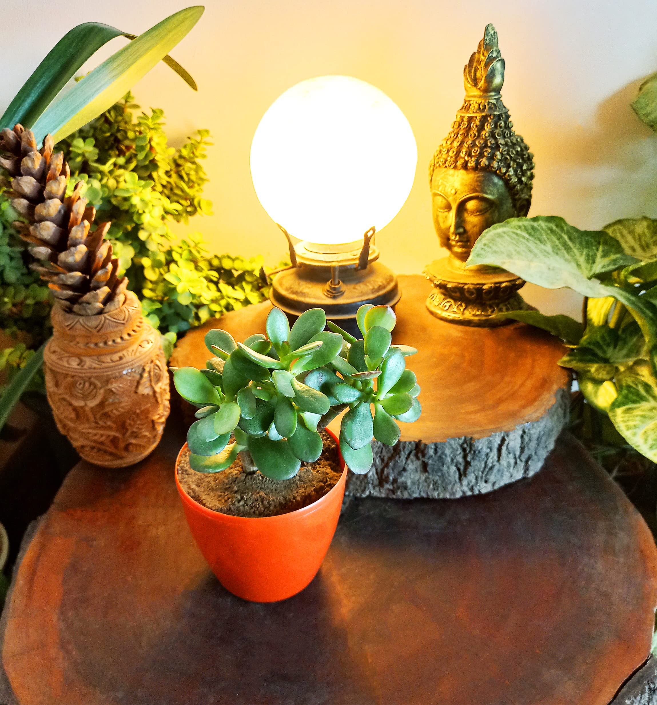 HN Organics Crassula Ovata Plant with Pot (Good Luck Feng Shui) (Terracotta Pot) (B08T7PLXCL) Amazon Price History, Amazon Price Tracker