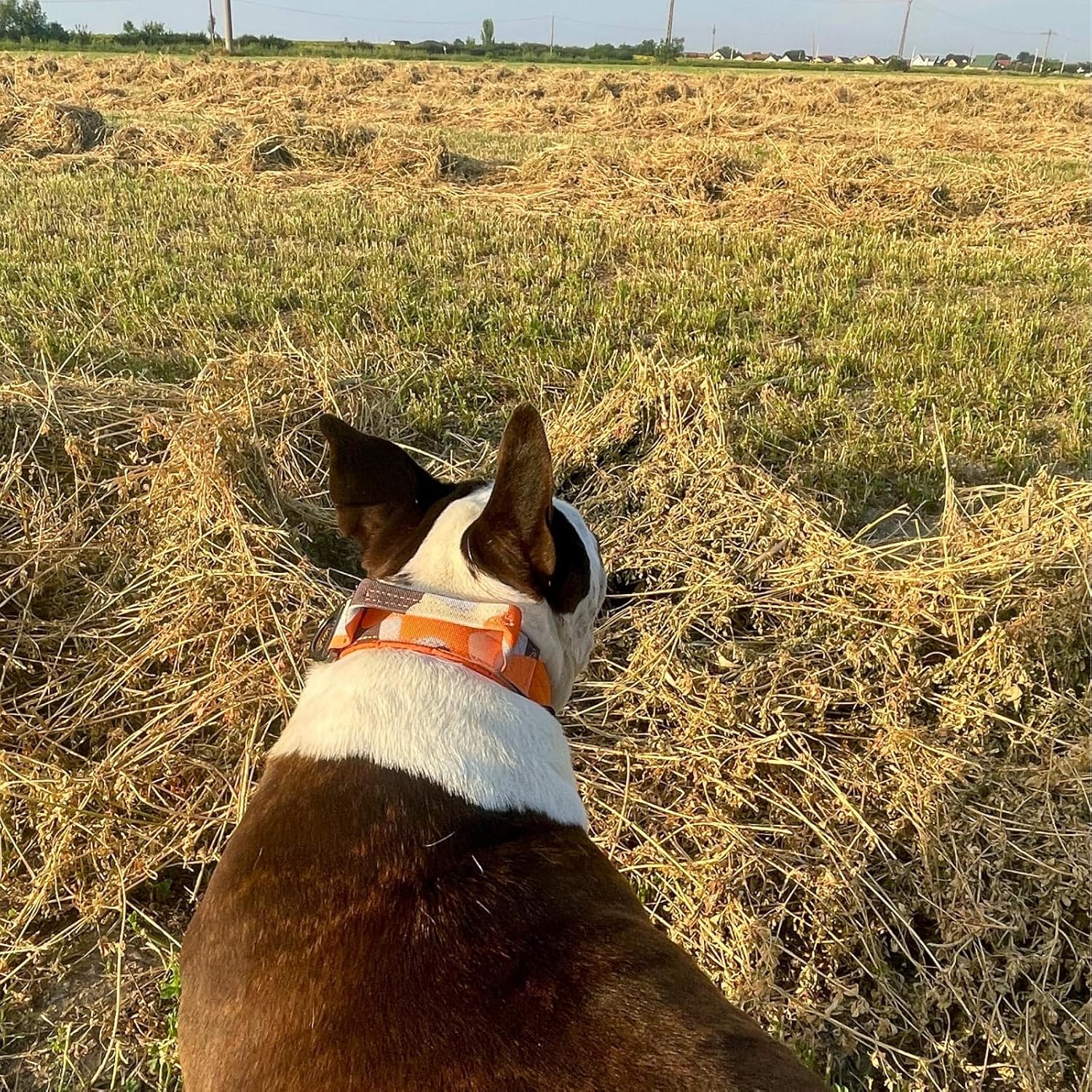 ADITYNA Heavy Duty Dog Collar for Large Dogs - Camo Orange Collar with Handle for Training, and Walking - Wide, Thick, Tactical, Soft Neoprene Padded