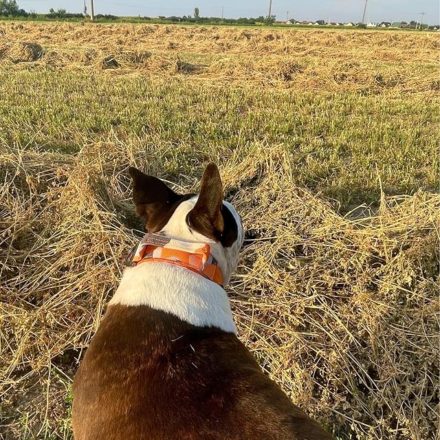 Foto 6 de 8 de ADITYNA - Collar de perro resistente con asa - Collar de perro naranja camuflaje para perros grandes